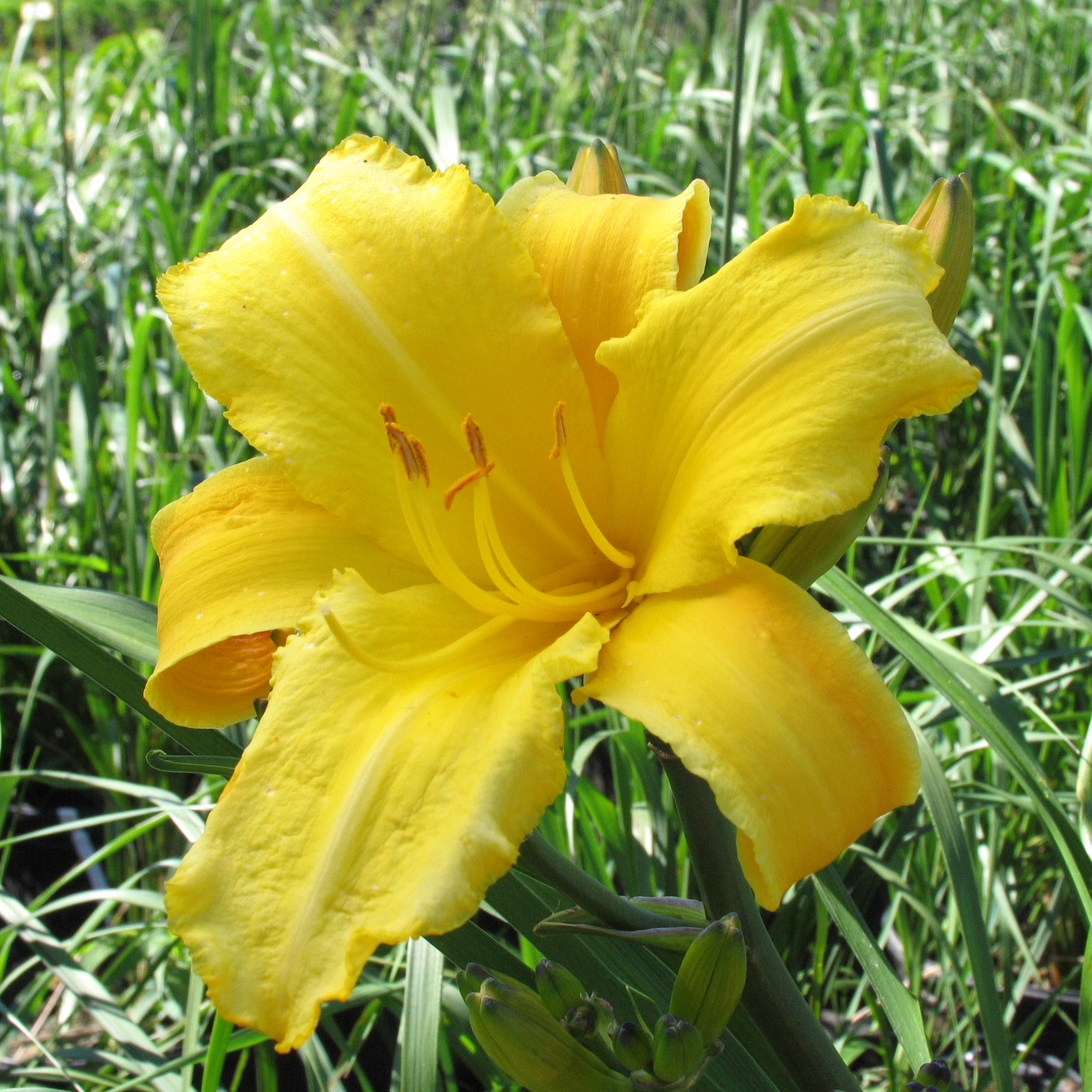 Hemerocallis 'Mary Todd'