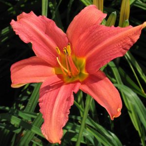 Hemerocallis 'Pink Damask'