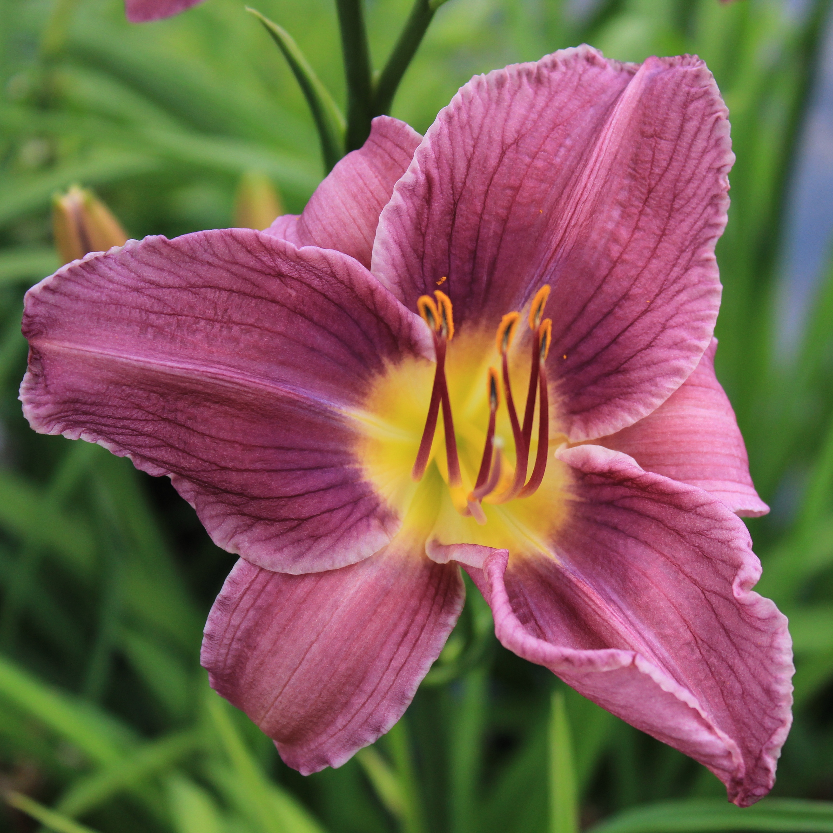 Hemerocallis Prairie Blue Eyes