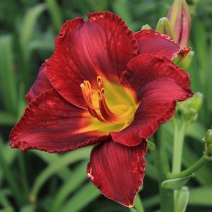 Hemerocallis 'Ruby Sentinel'