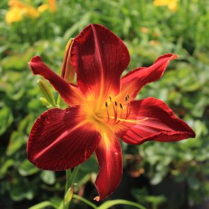Hemerocallis 'Ruby Spider'