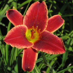 Hemerocallis 'Screech Owl'