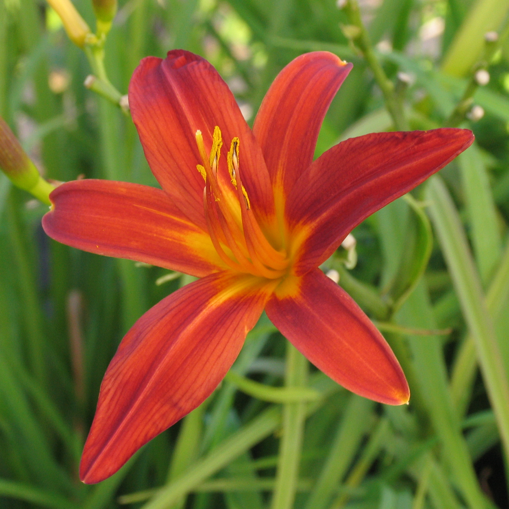 Hemerocallis 'Sammy Russell'