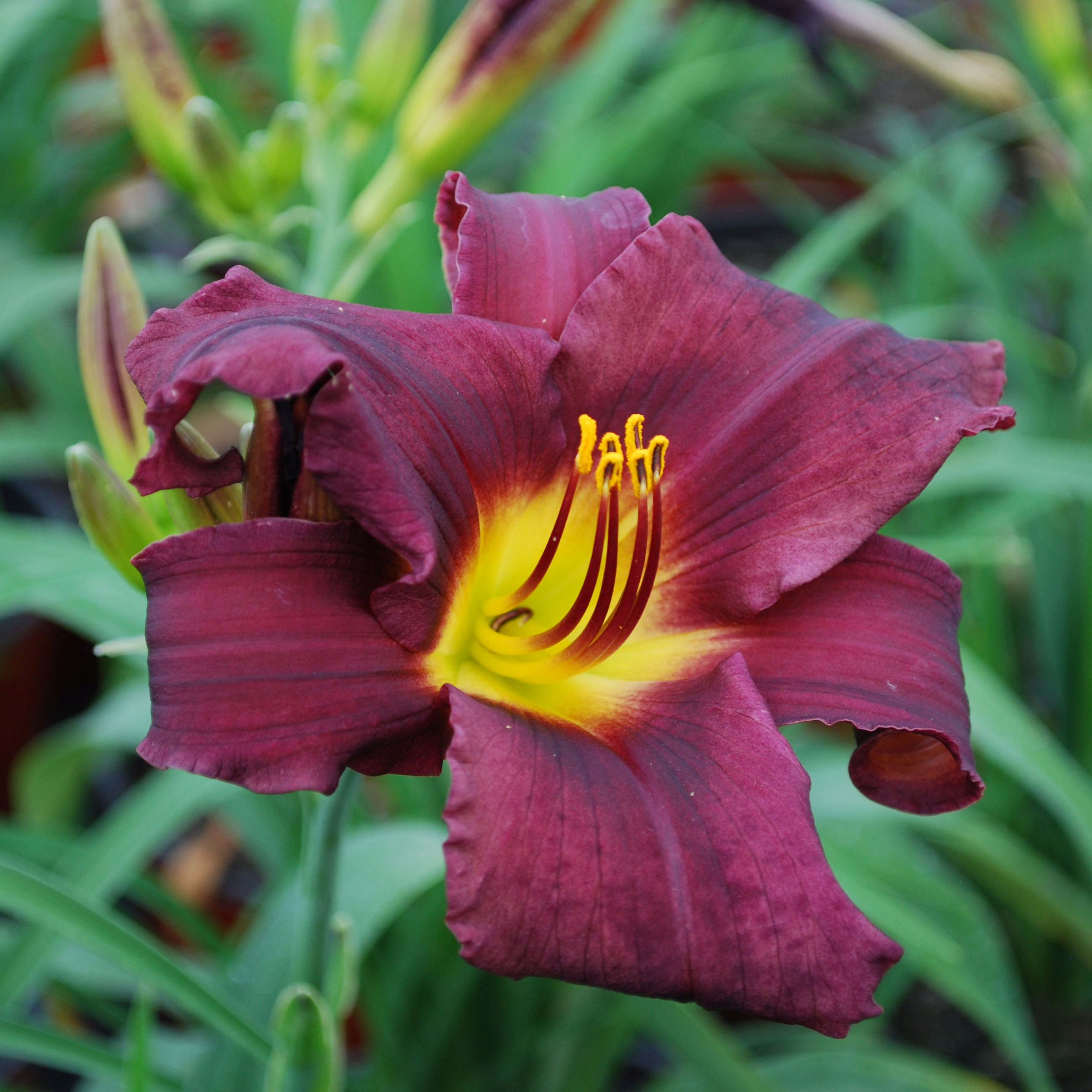 Lis dun jour Stella in Purple