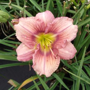 Hemerocallis 'Stephanie Returns'