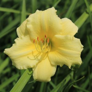 Hemerocallis 'Stella Supreme'