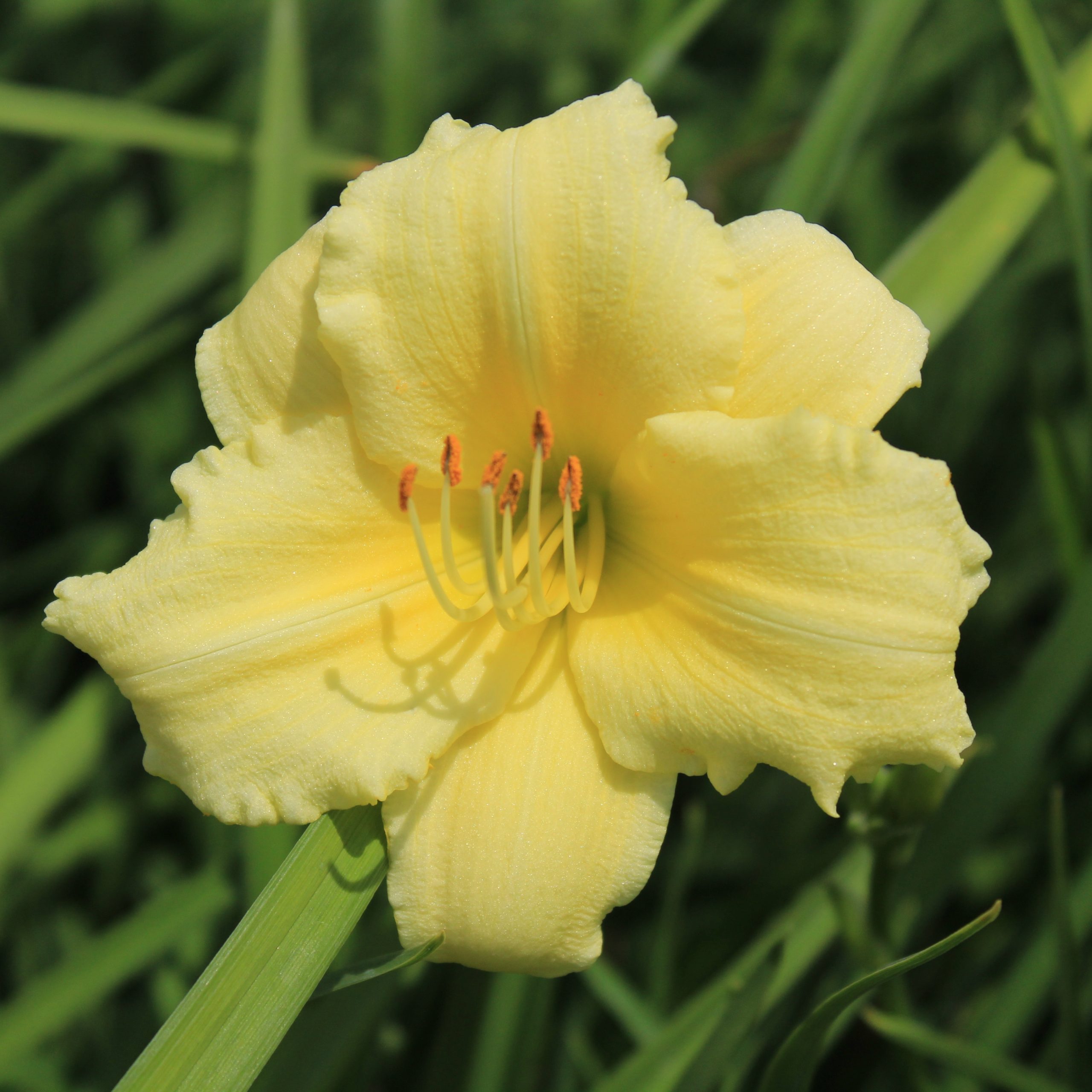Hemerocallis 'Stella Supreme'