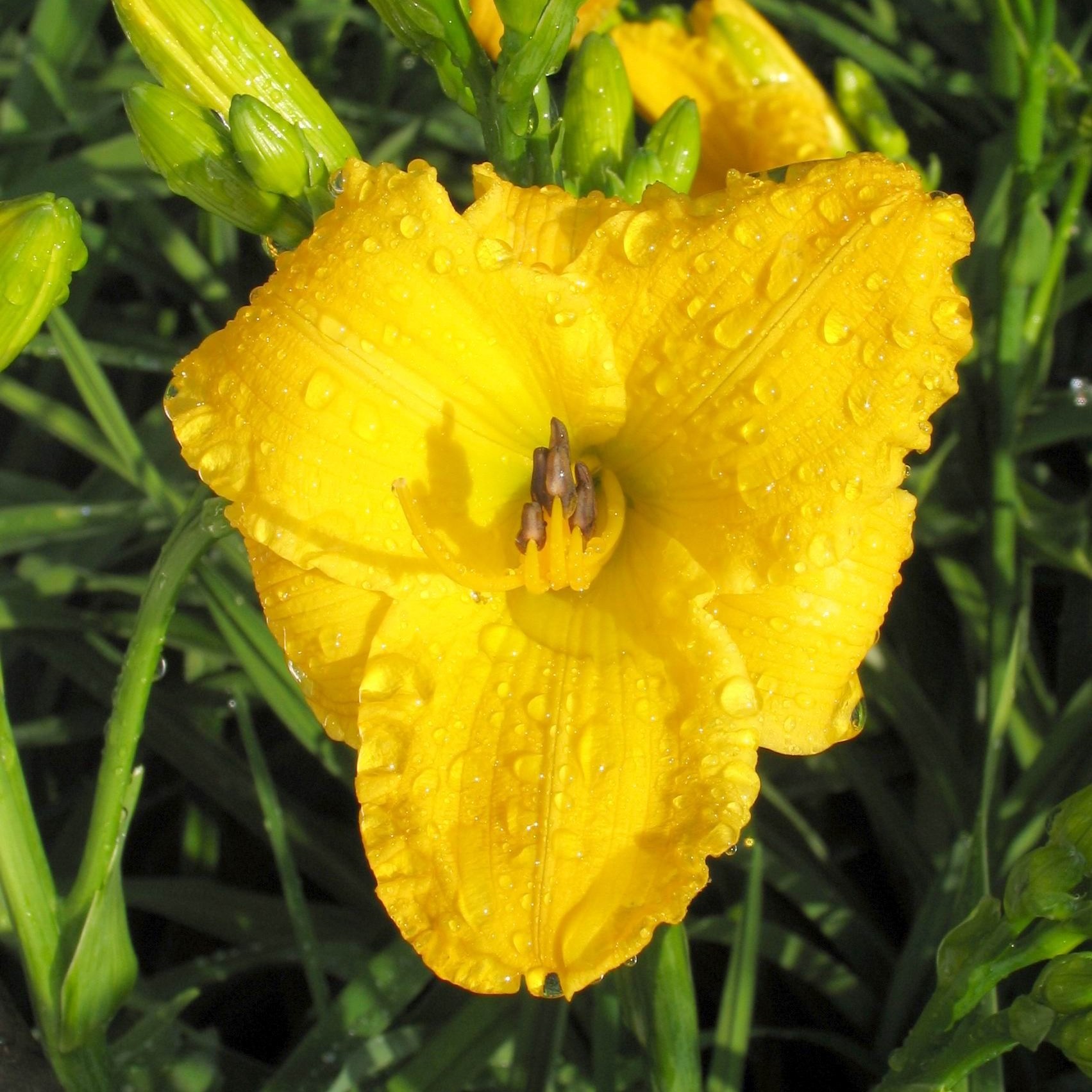 Hemerocallis 'Texas Sunlight'