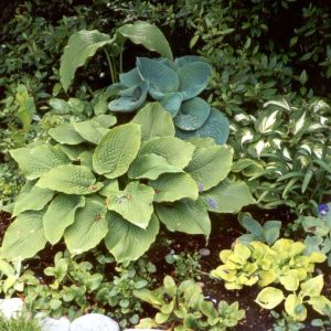 Hosta assorties