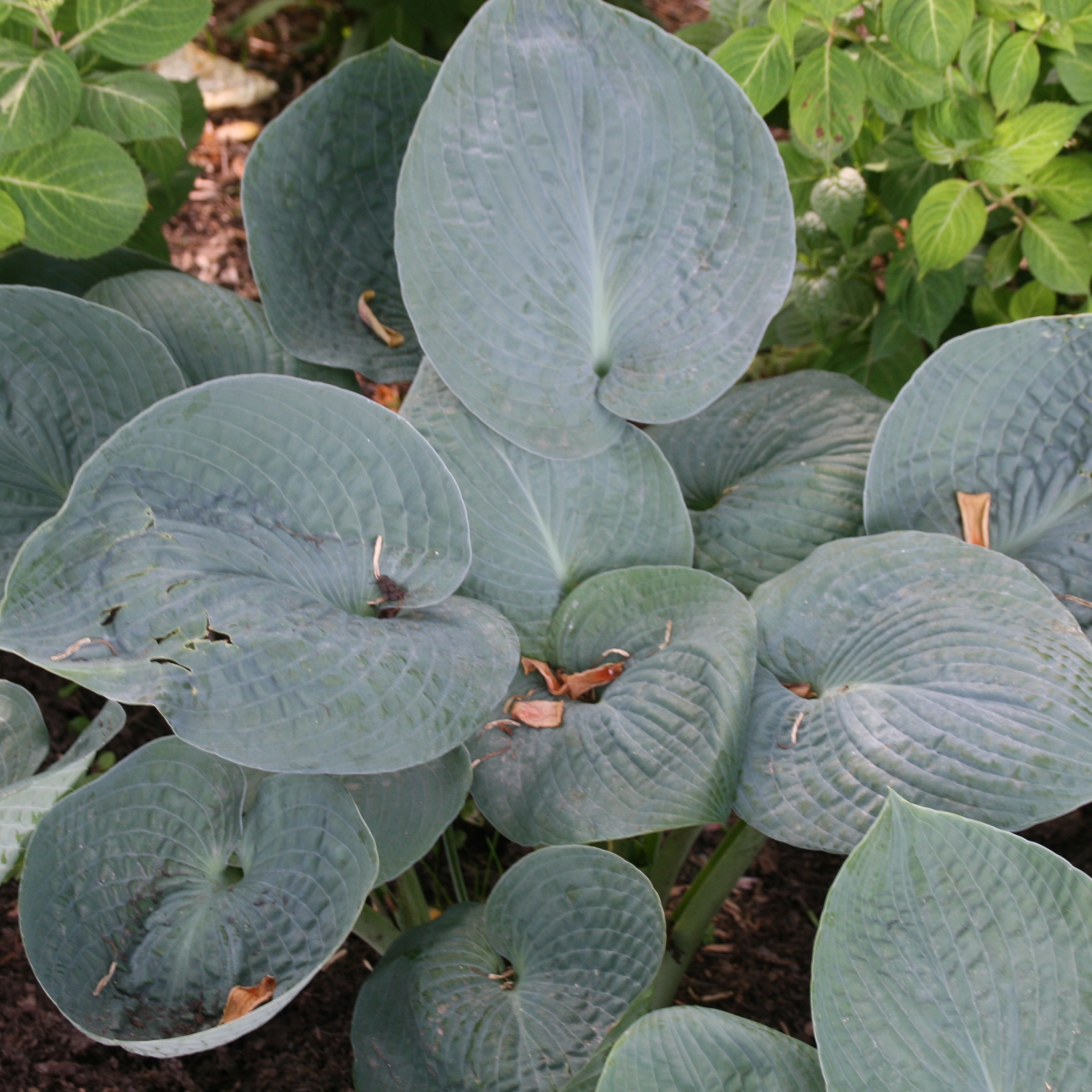 Hosta 'Big Daddy'