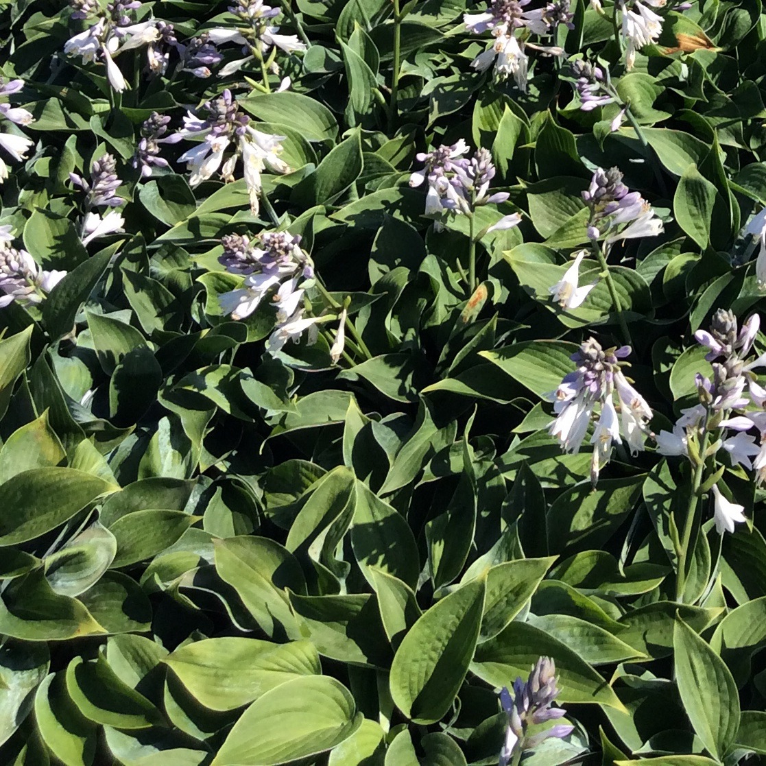 Hosta 'Blue Cadet'