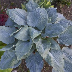 Hosta 'Diamond Lake'