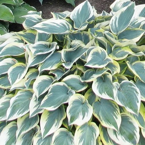 Hosta 'First Frost'