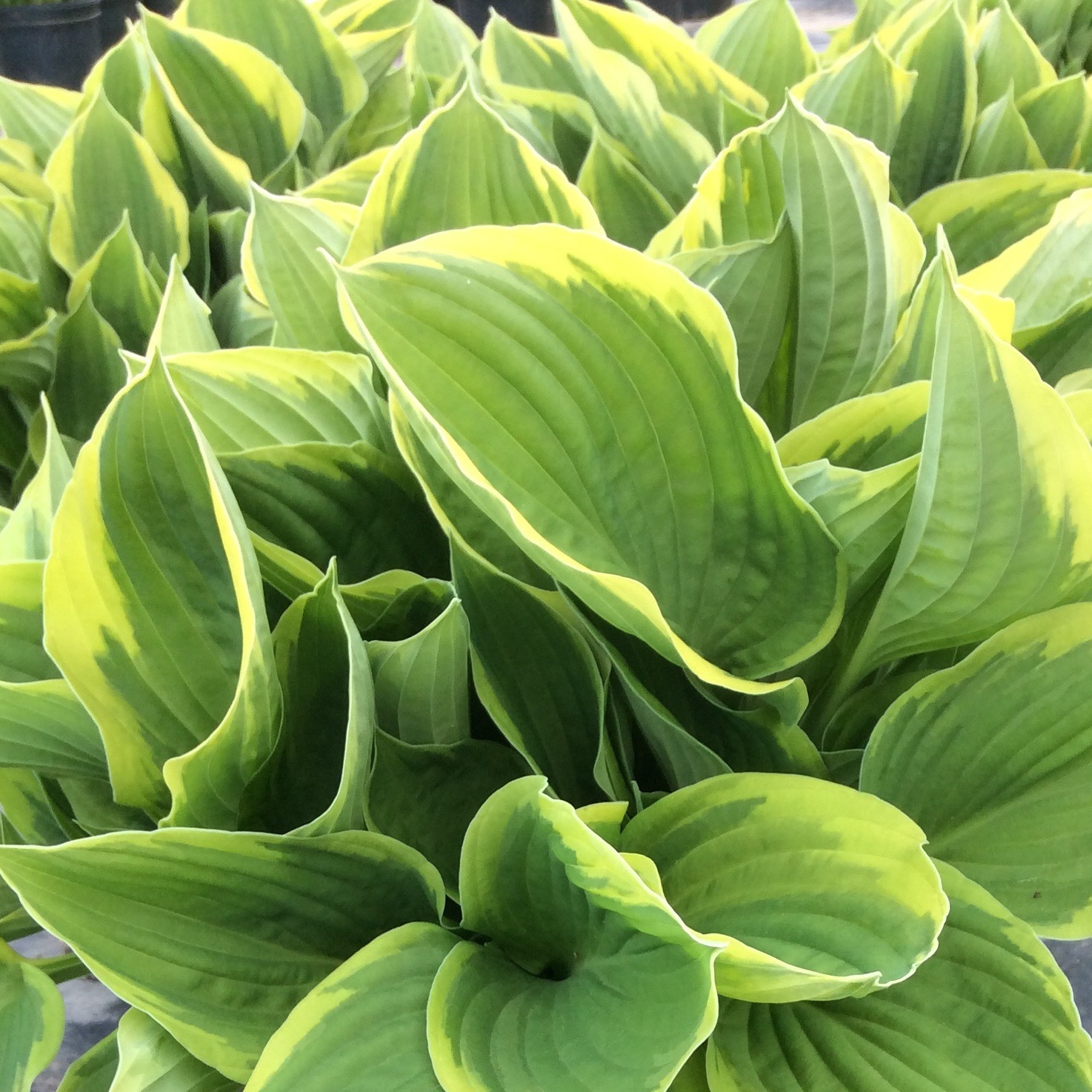 Hosta fortunei Aureomarginata