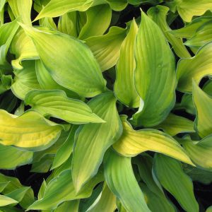 Hosta fortunei 'Gold Standard'