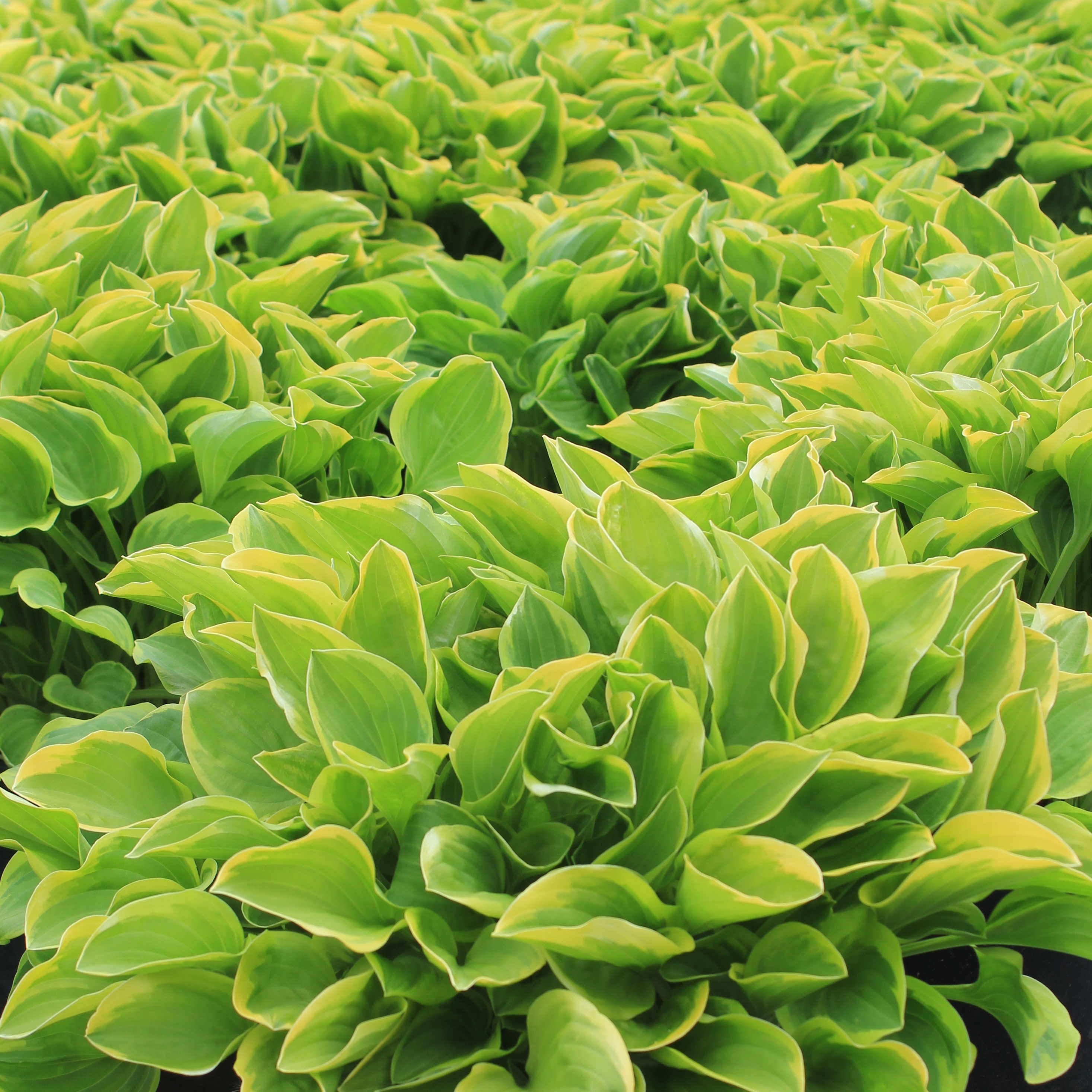 Hosta Golden Tiara