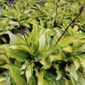 Hosta 'Island Breeze'