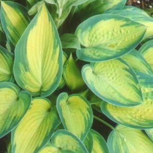 Hosta 'June'