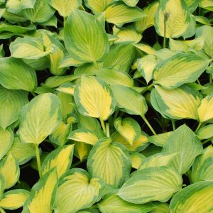 Hosta 'Paul's Glory'