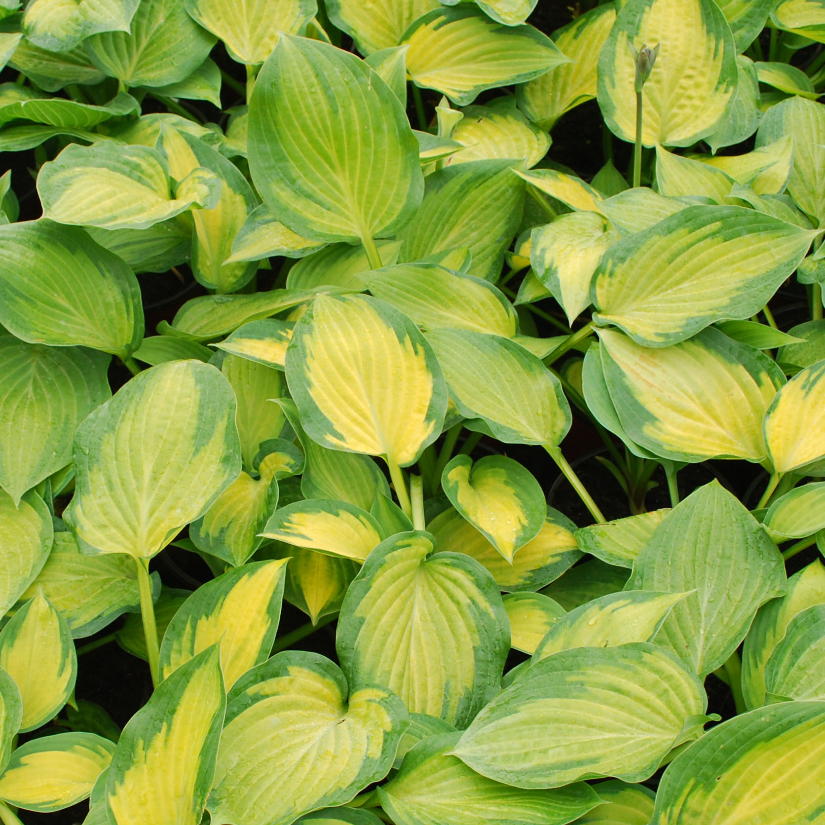 Hosta 'Paul's Glory'