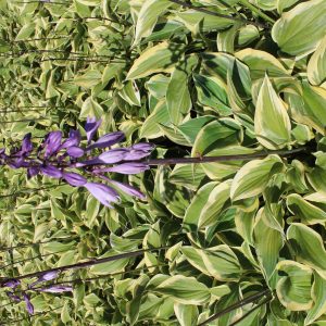 Hosta 'Pilgrim'