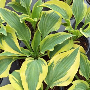 Hosta 'Wolverine'