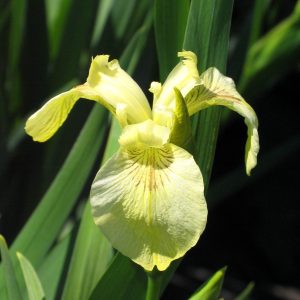 Iris pseudacorus 'Bastardii'