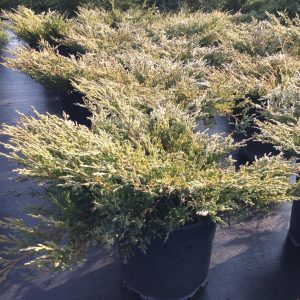 Juniperus horizontalis 'Youngstown'