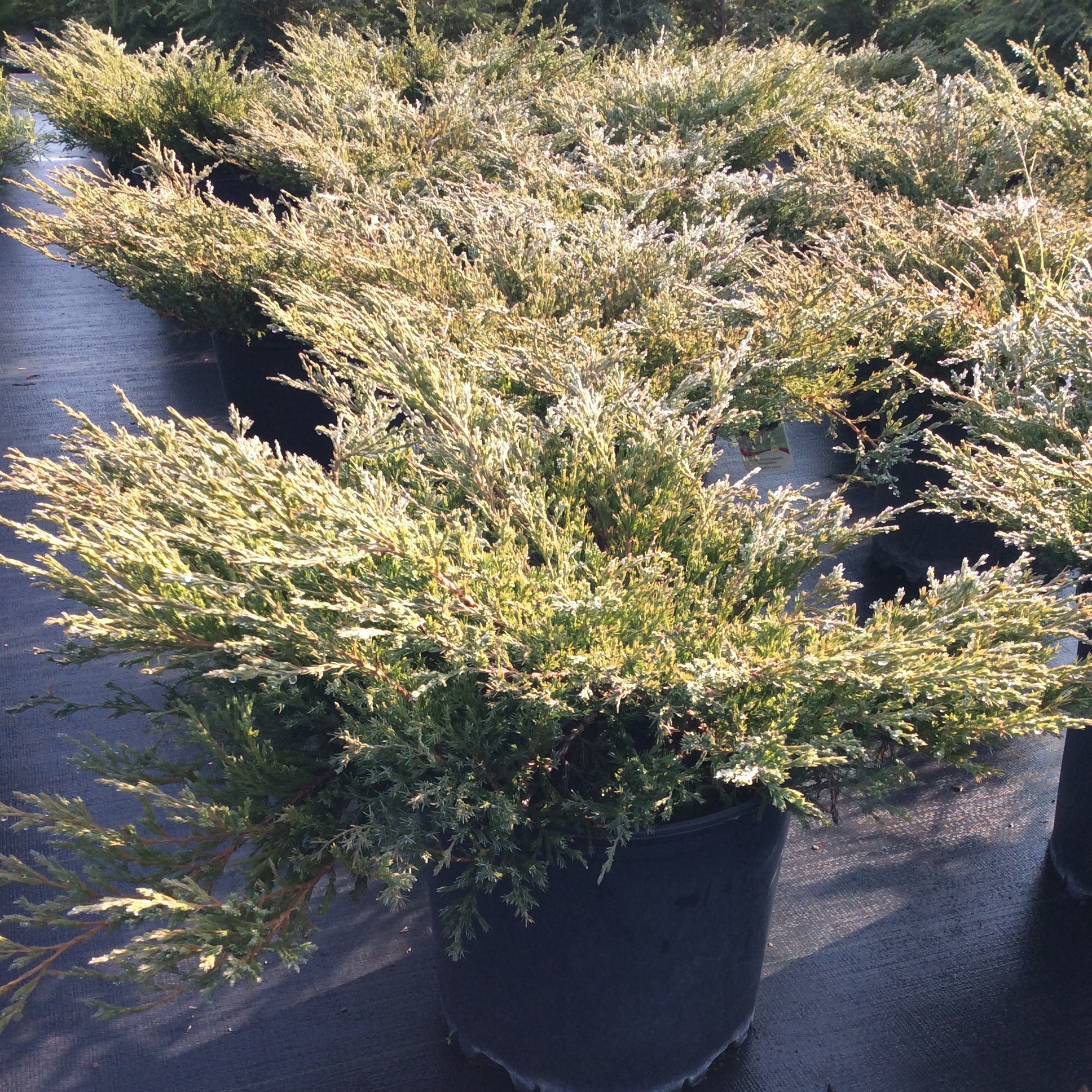 Juniperus horizontalis 'Youngstown'