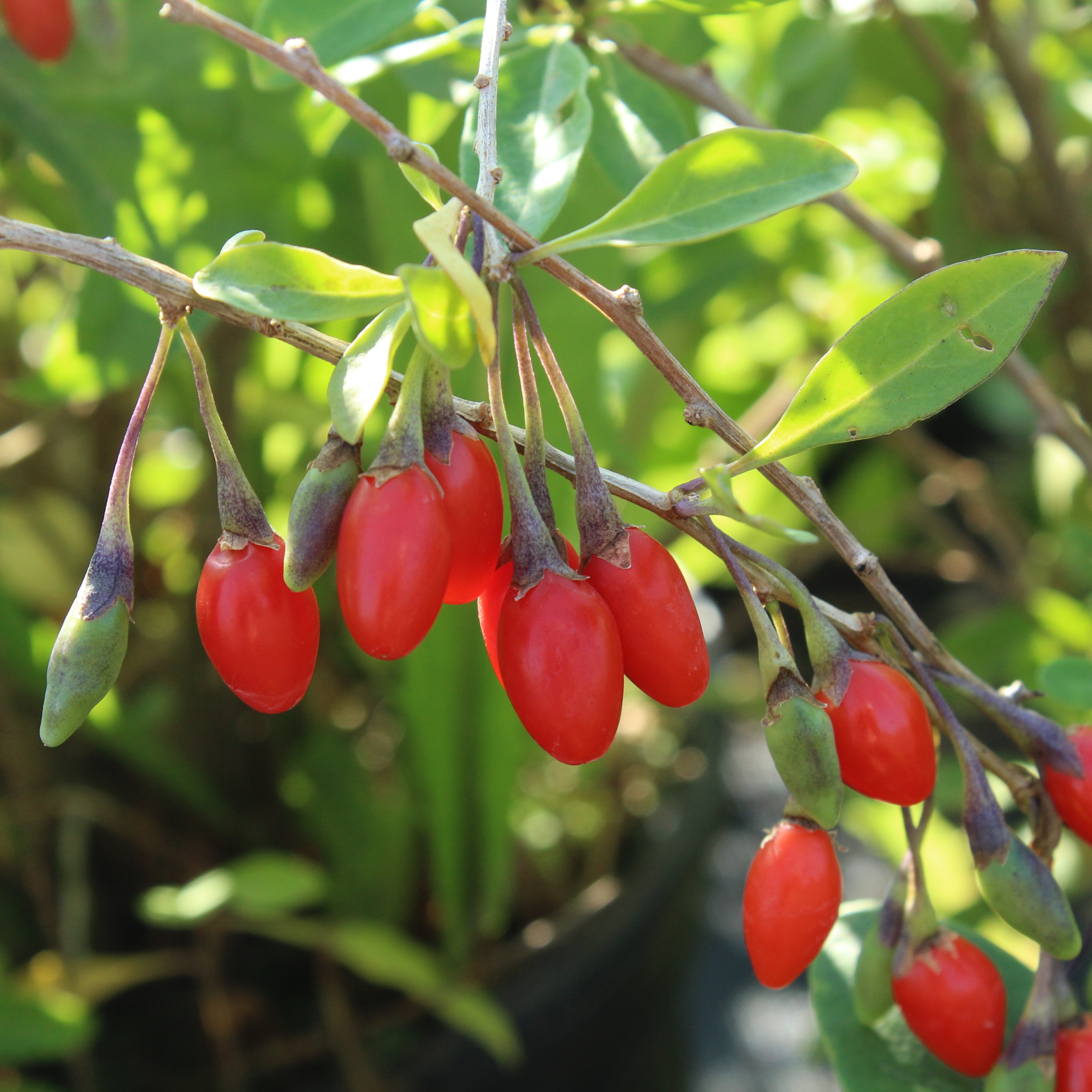 Goji de Barbarie