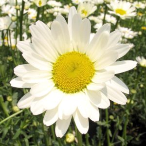 Leucanthemum superbum 'Alaska'