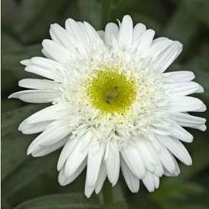 Leucanthemum superbum 'Thomas Killen'