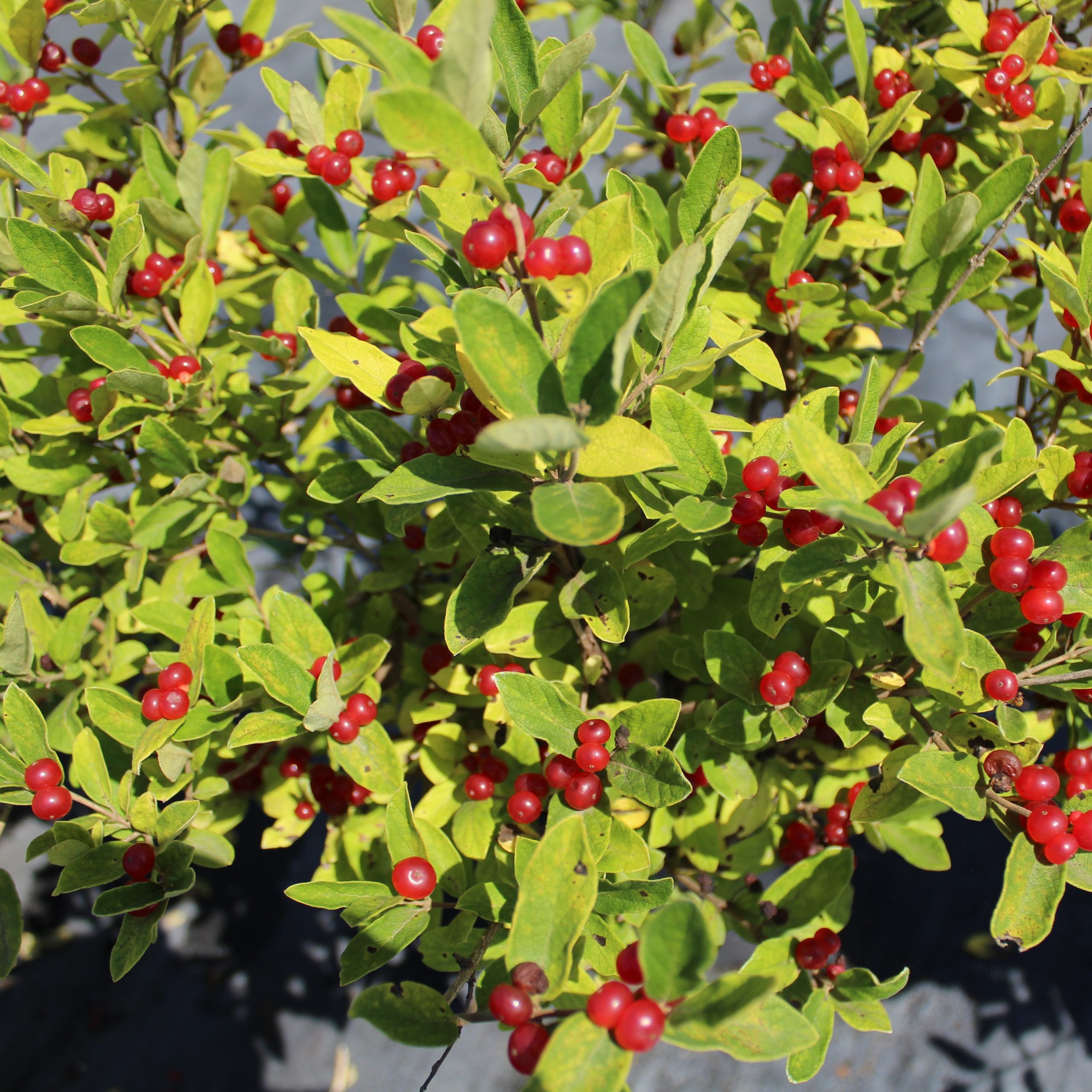Lonicera canadensis
