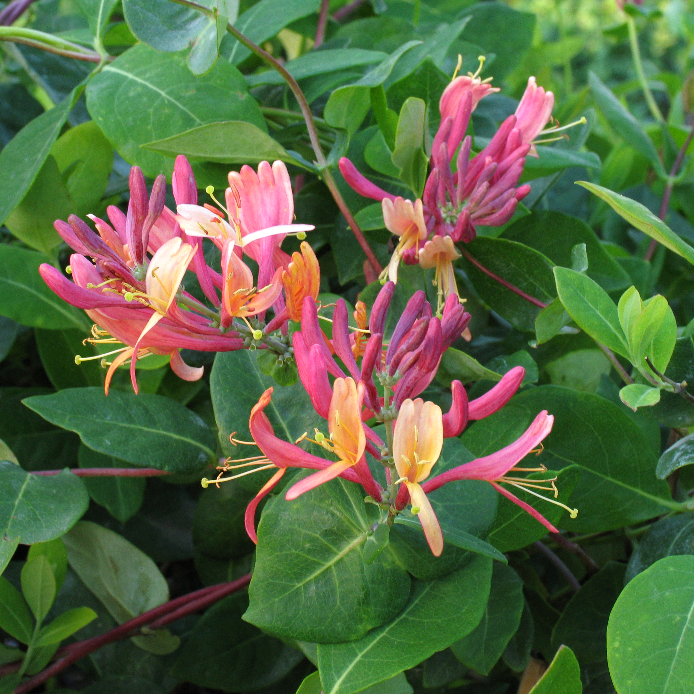 Lonicera heckrottii 'Goldflame'