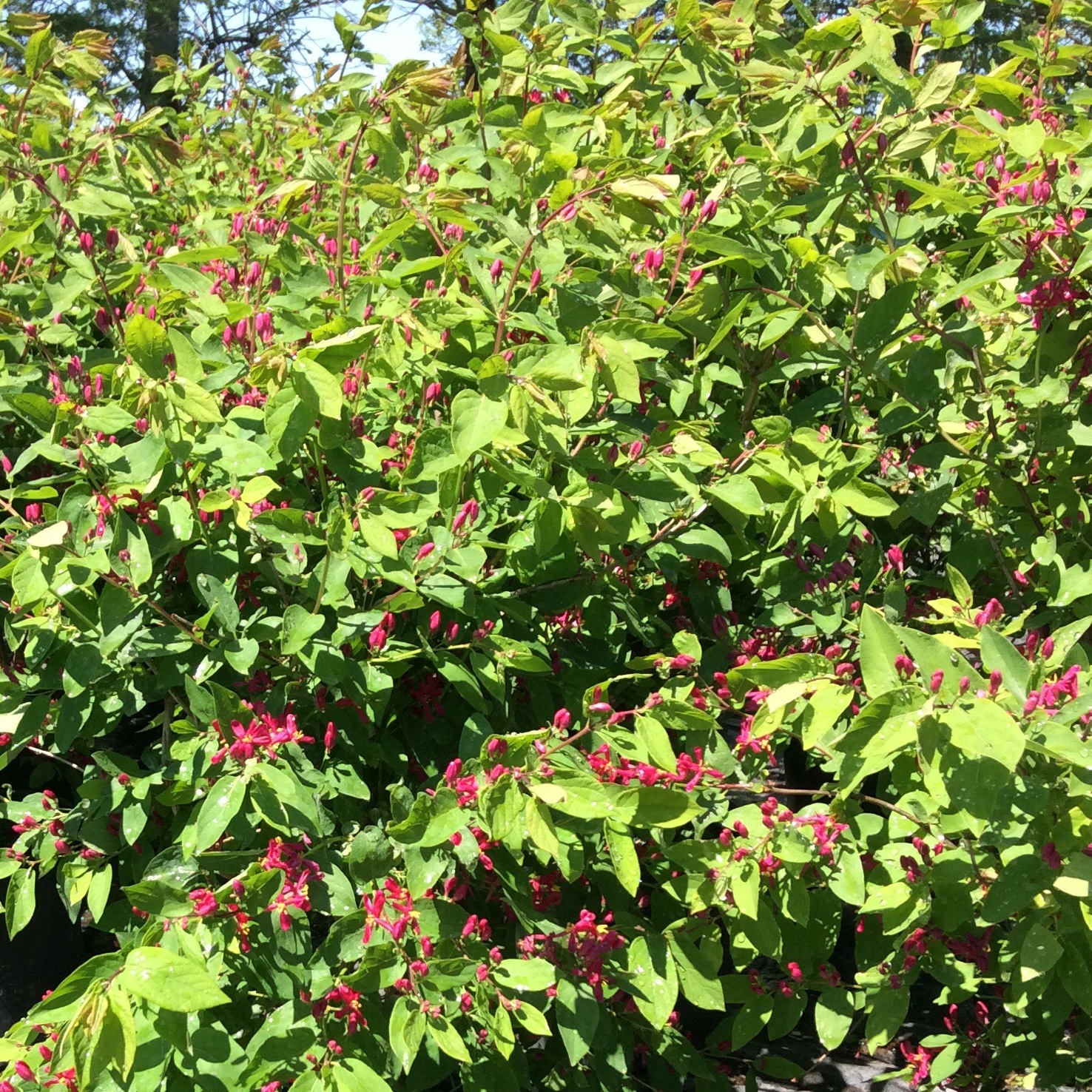 Lonicera tatarica 'Arnold Red'