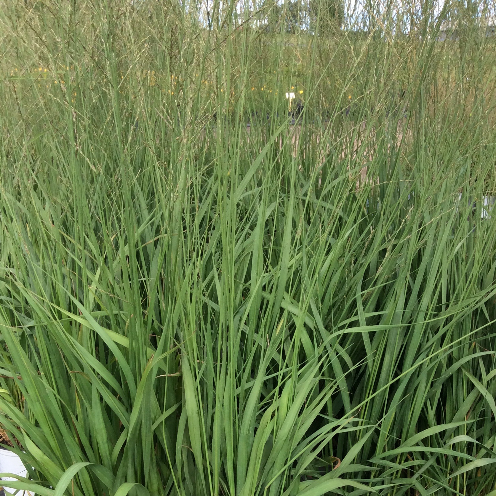 Molinia arundinacea 'Altissima'