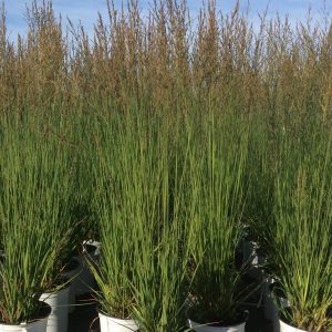 Molinia caerulea 'Moorflamme'