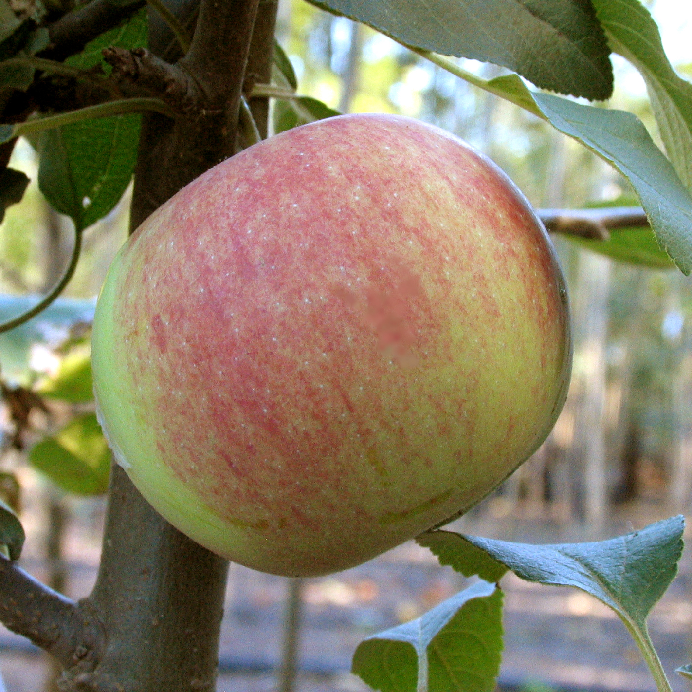 Malus 'Gravenstein'