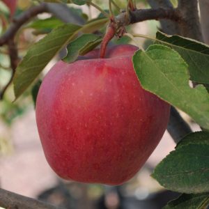 Malus 'Rouge Délicieuse'