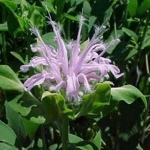 Monarda fistulosa