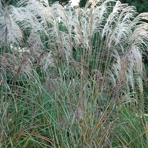 Miscanthus sinensis 'Huron Star'
