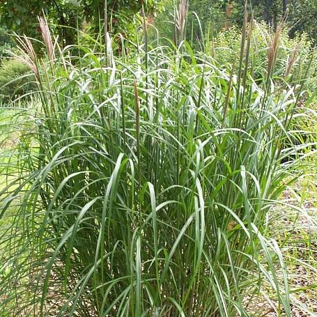 Miscanthus sinensis 'Sirene'