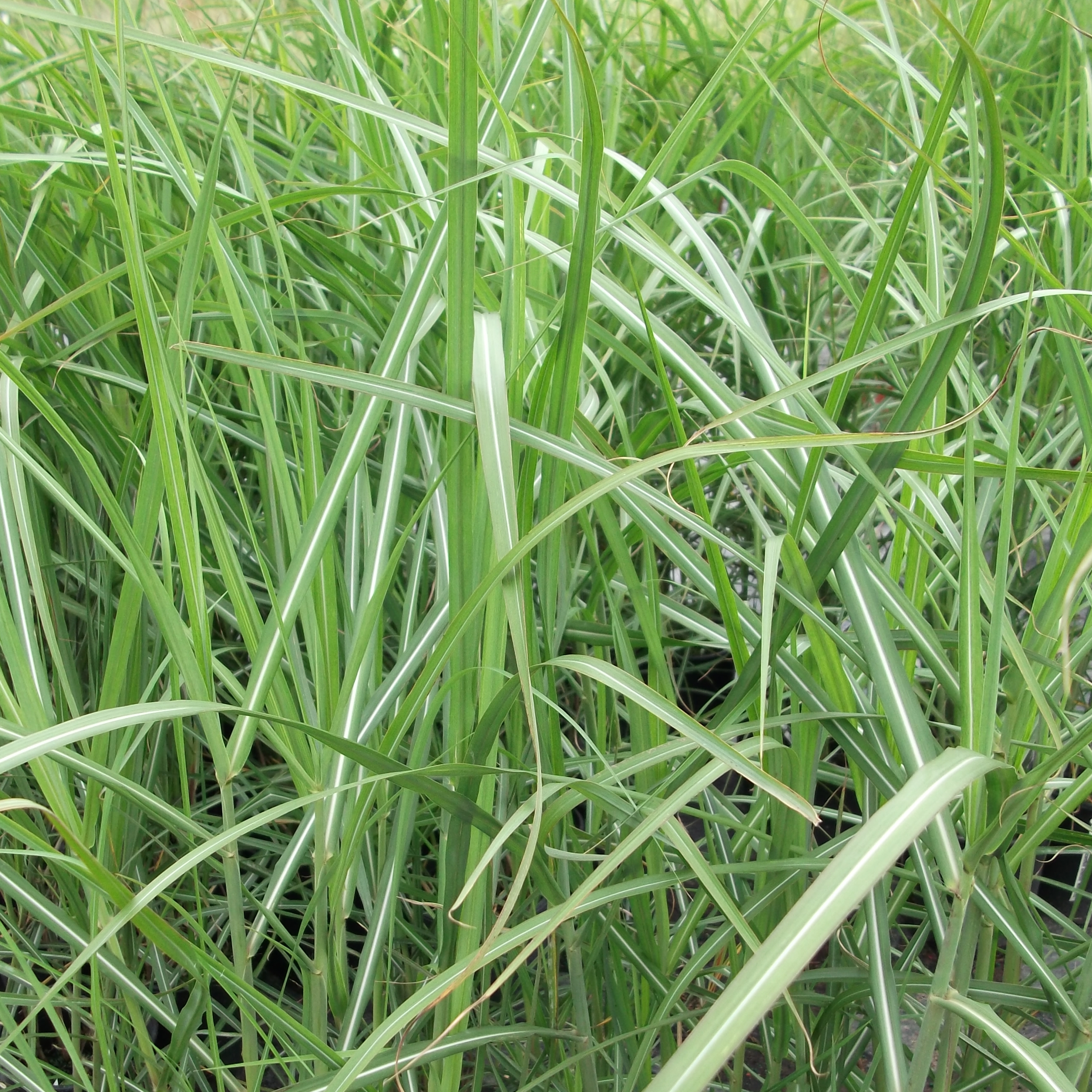 Miscanthus Malepartus