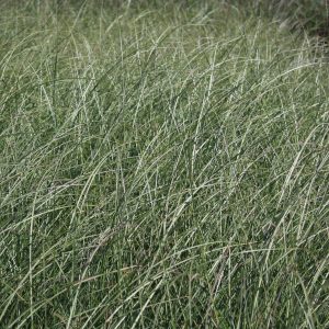 Miscanthus sinensis 'Adagio'