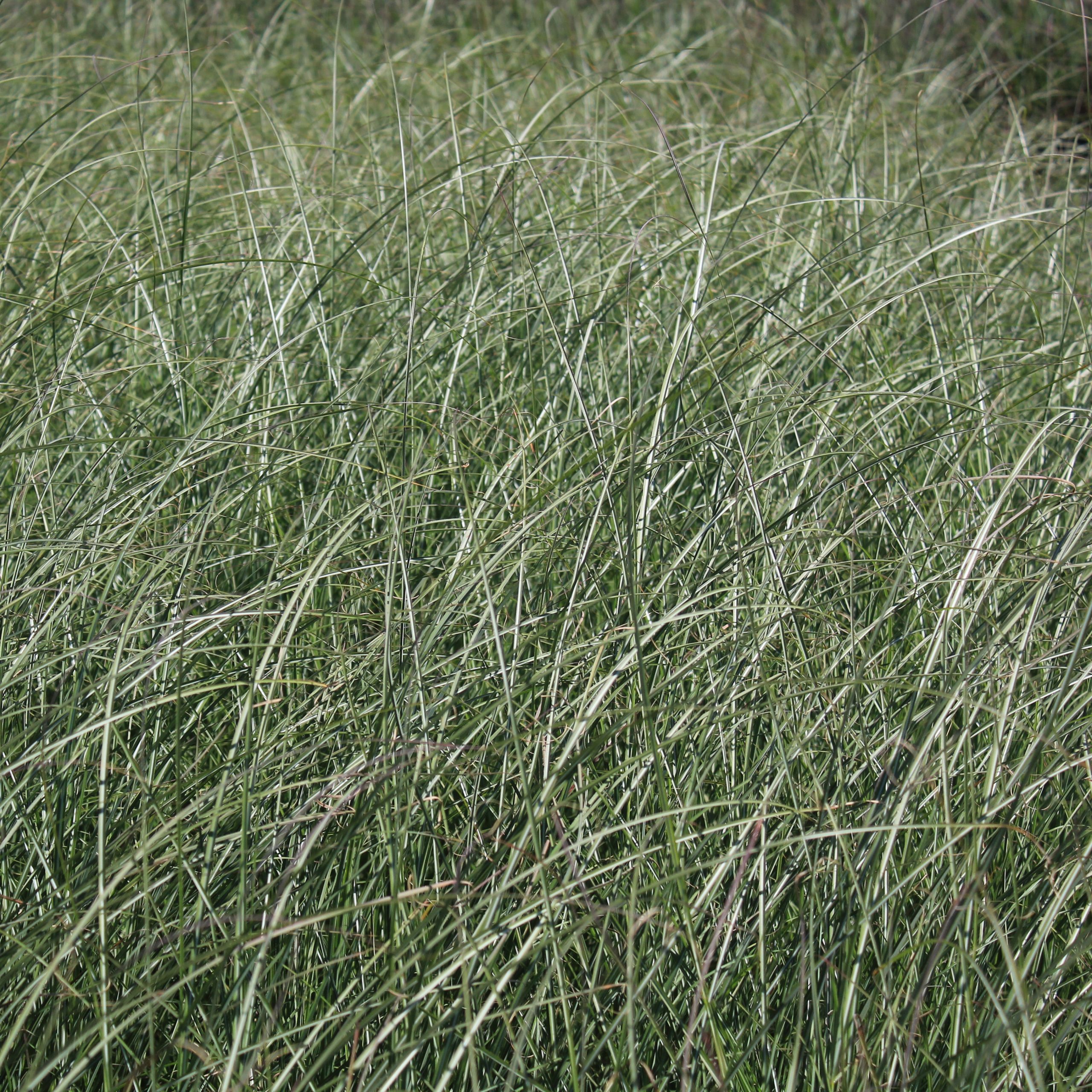 Miscanthus sinensis 'Adagio'