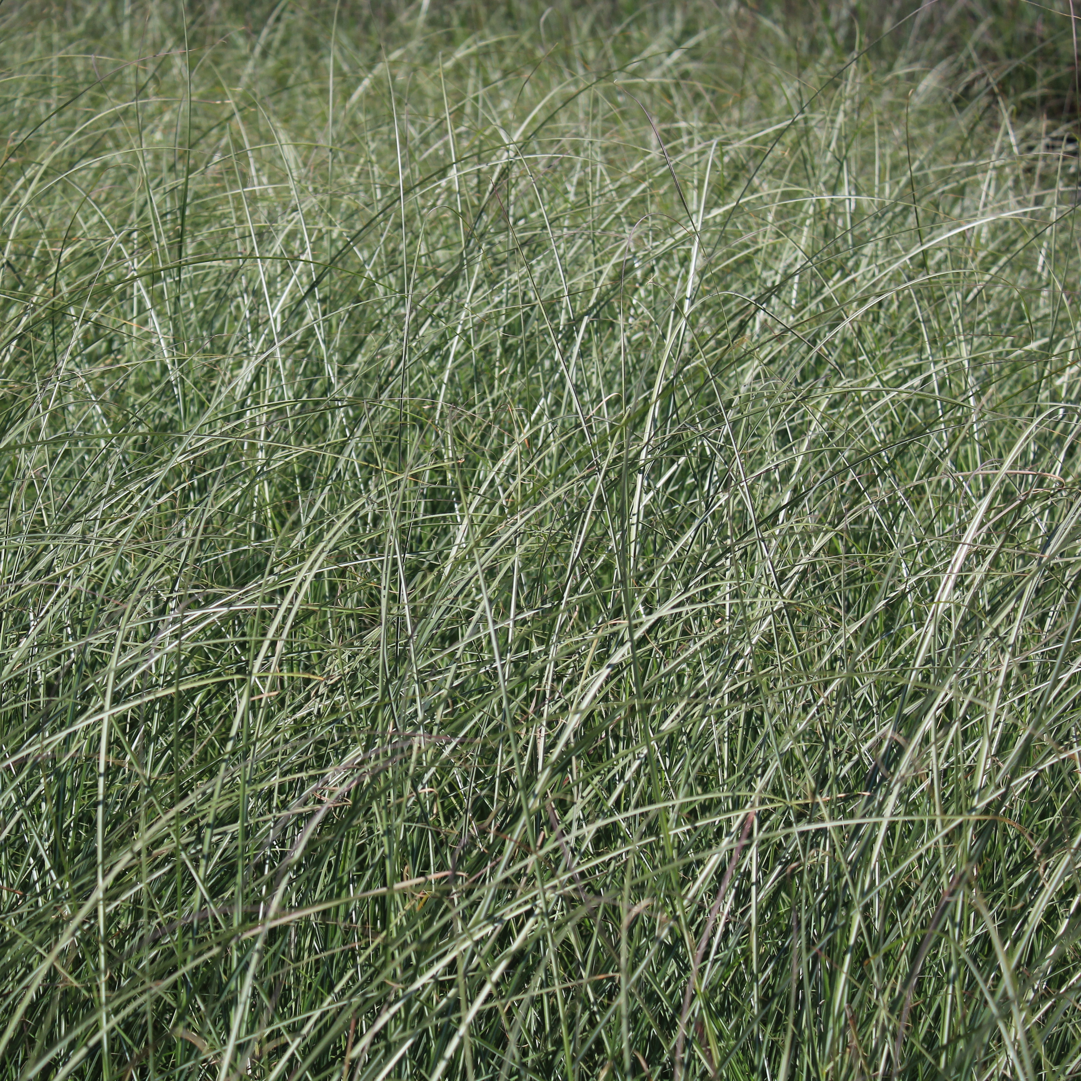 Miscanthus Adagio