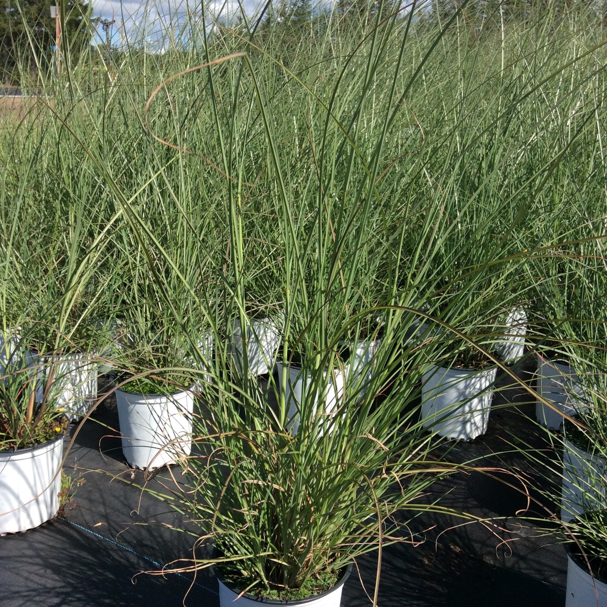 Miscanthus sinensis 'Autumn Light'