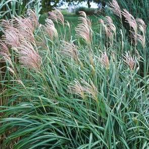 Miscanthus sinensis 'Huron Blush'