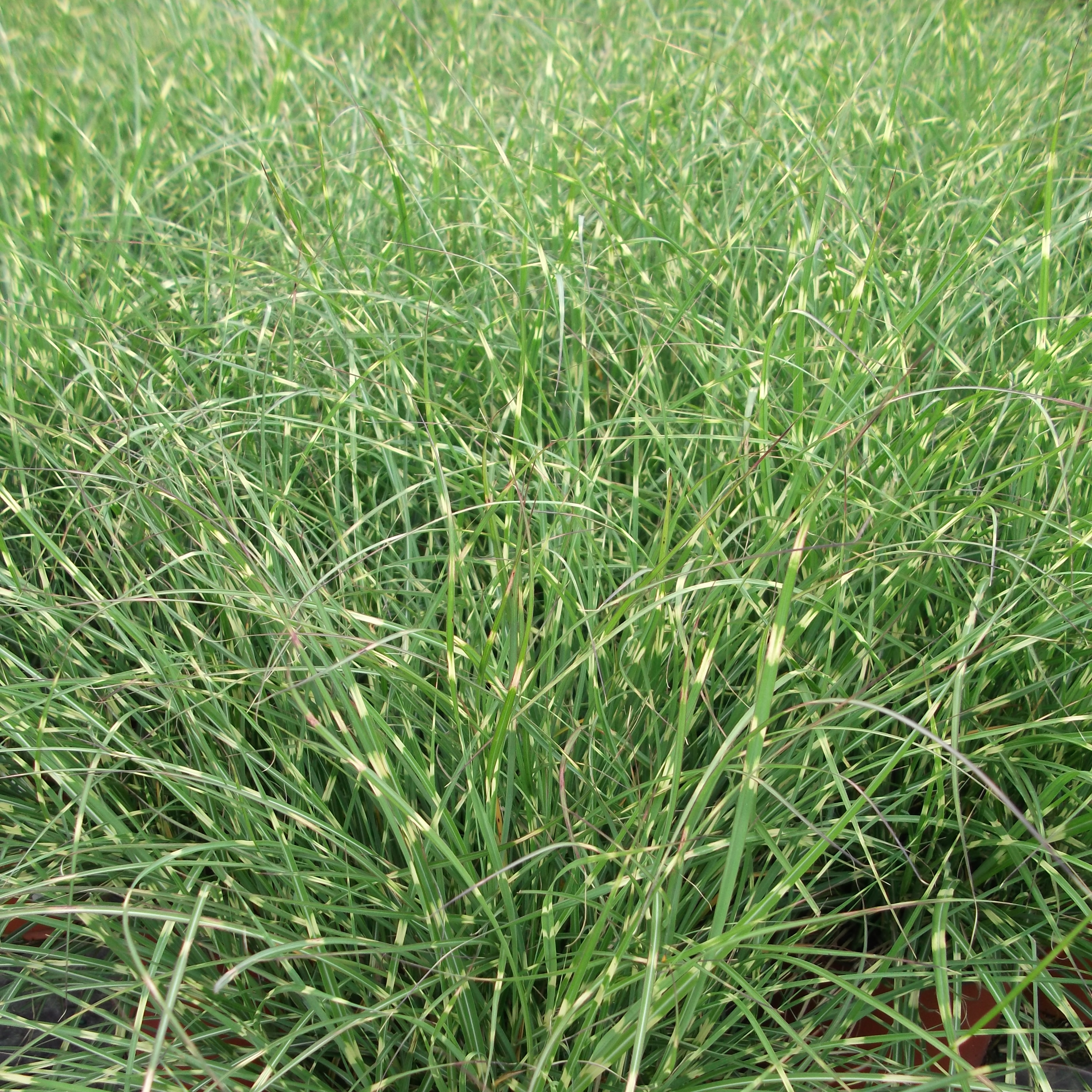 Miscanthus Little Zebra