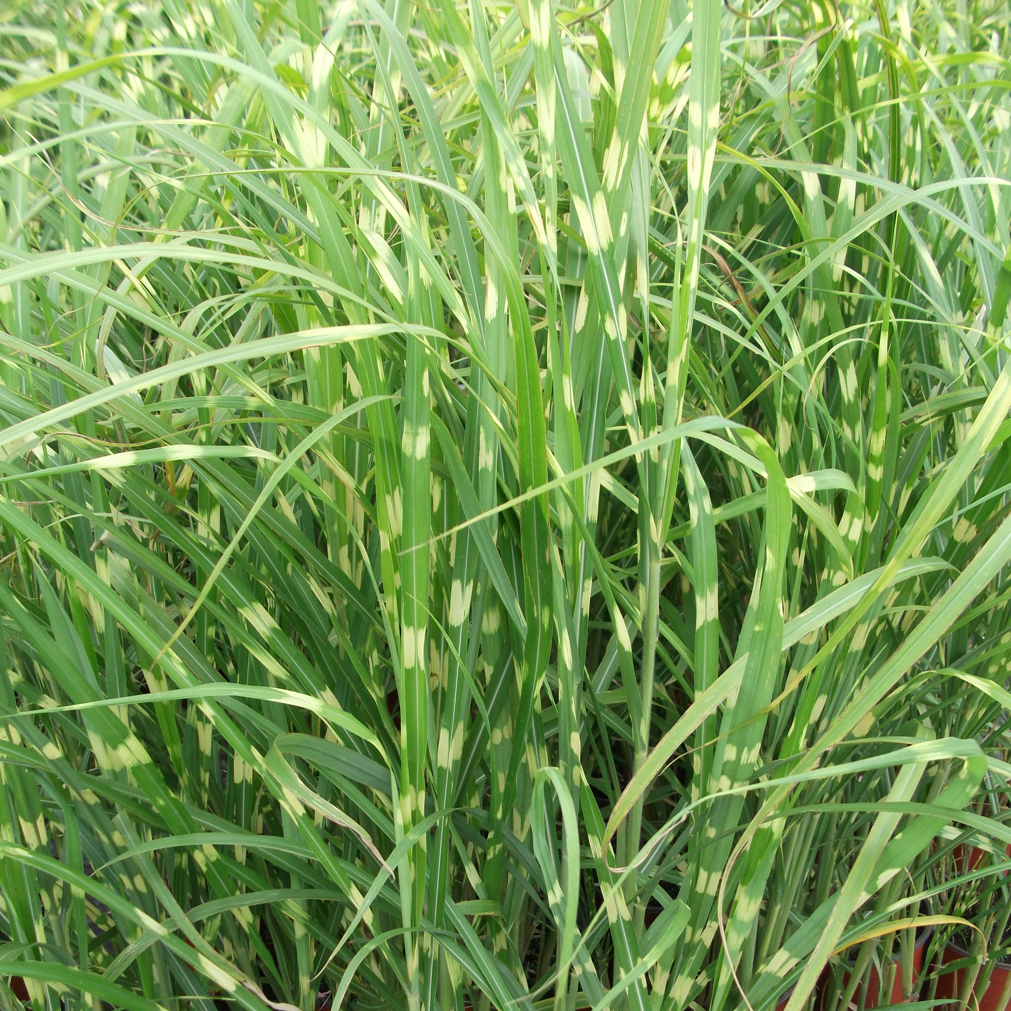 Miscanthus sinensis Zebrinus